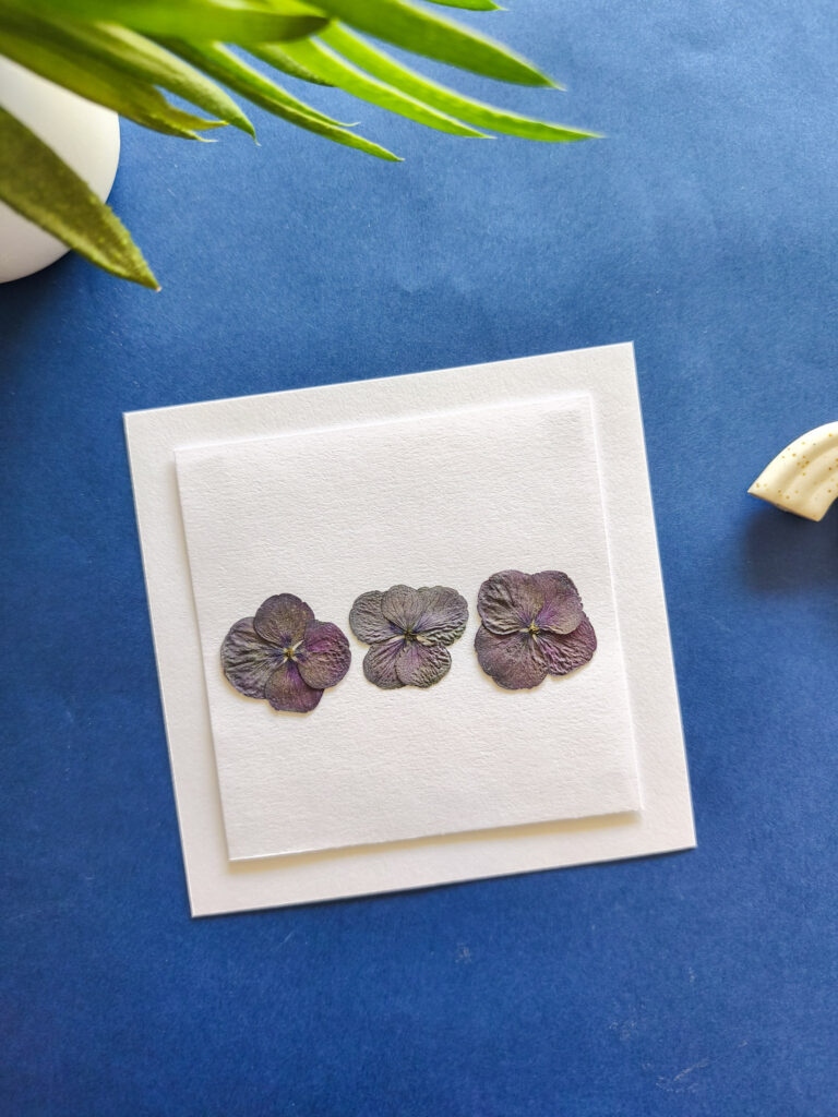 Mini herbier 3 hortensias violets