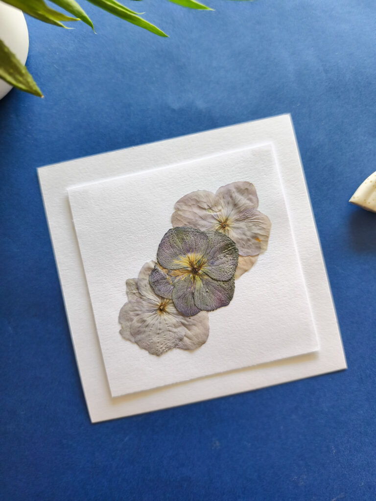 Mini herbier 3 hortensias