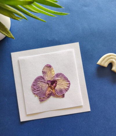 Herbier Orchidée