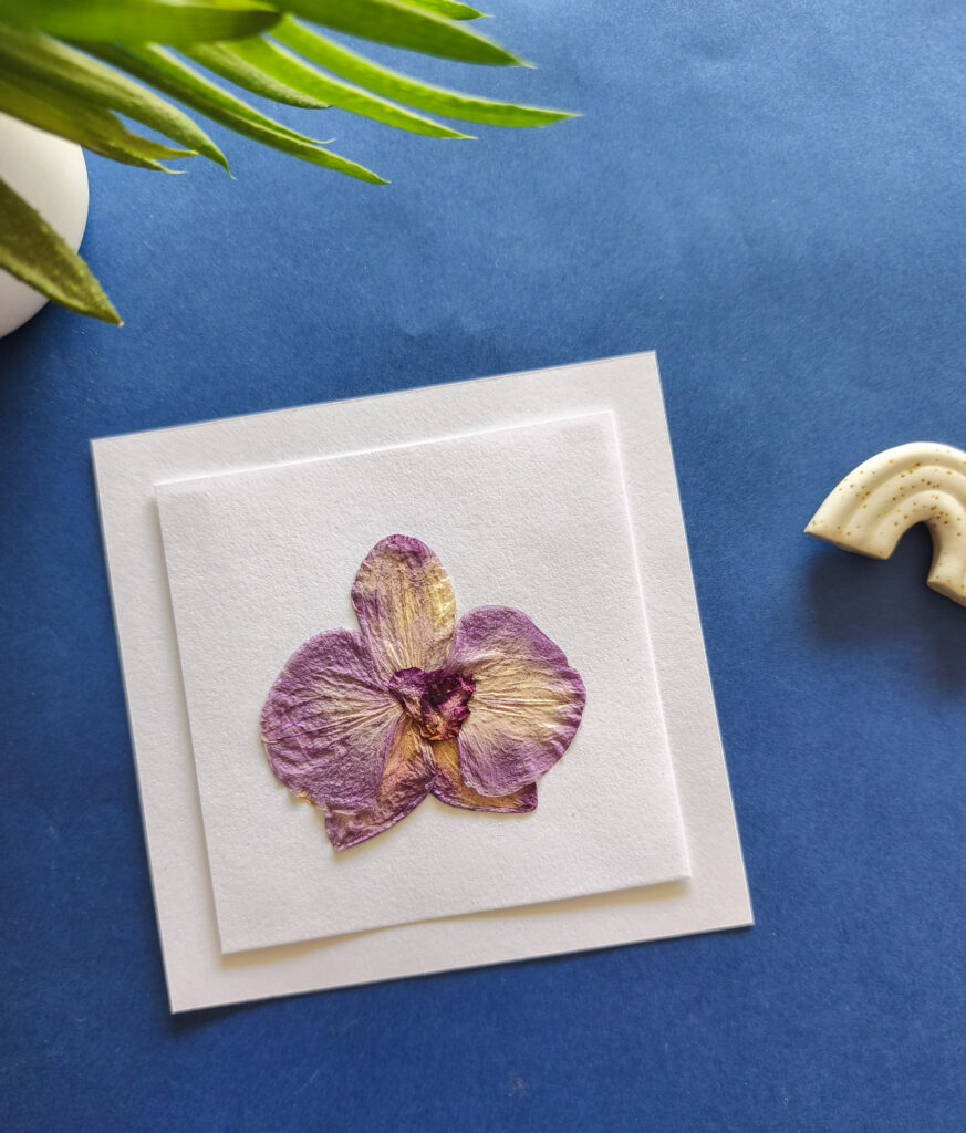 Herbier Orchidée